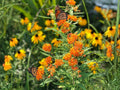 Blue Chinese Forget-Me-Not Seeds | Cynoglossum amabile, Annual Flower for Borders & Cuttings
