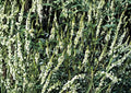 White Sweet Clover Seeds – Fragrant Cover Crop for Meadows & Gardens – Melilotus alba, Pollinator Friendly, Nitrogen Fixing Biennial