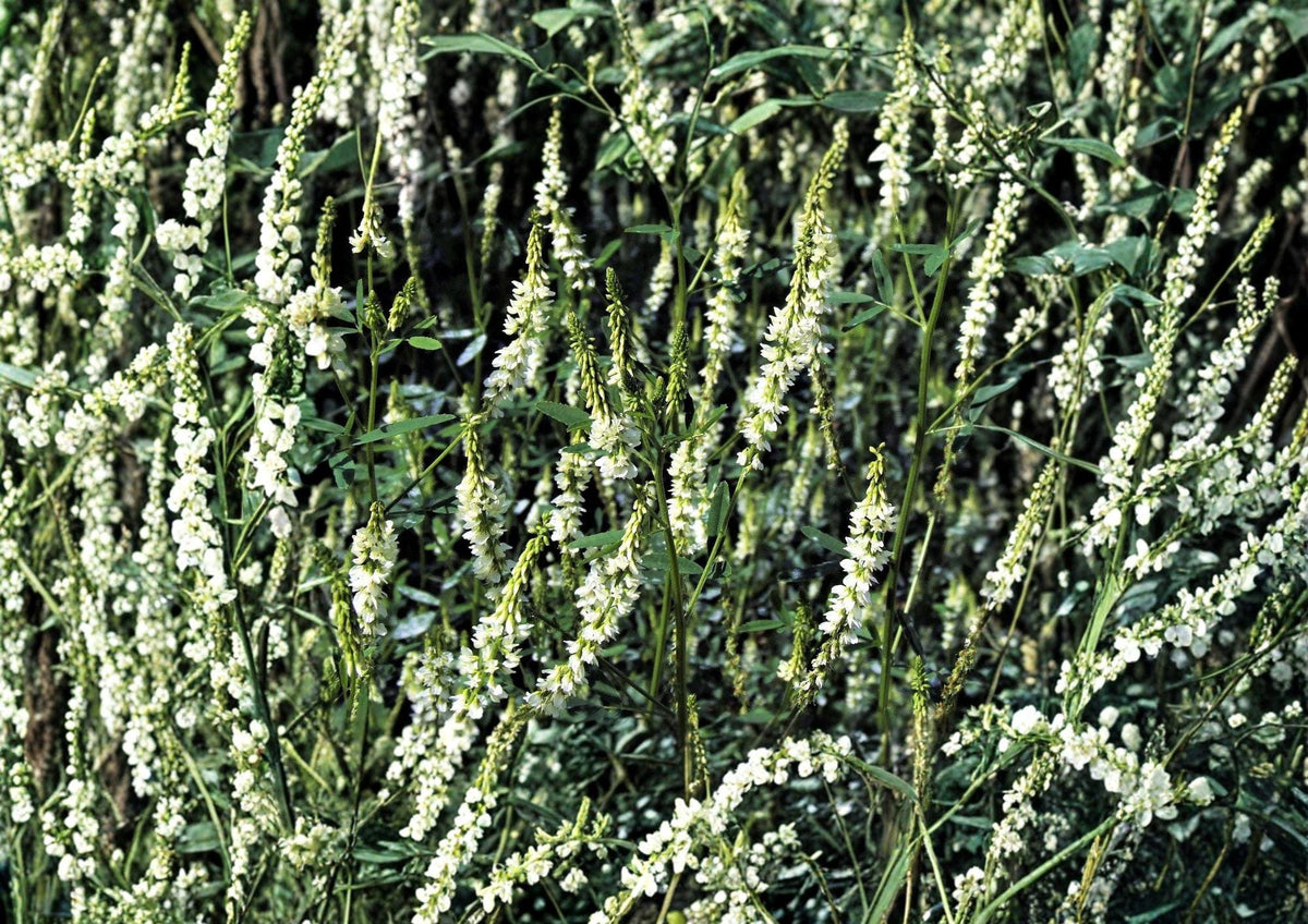 White Sweet Clover Seeds – Fragrant Cover Crop for Meadows & Gardens – Melilotus alba, Pollinator Friendly, Nitrogen Fixing Biennial