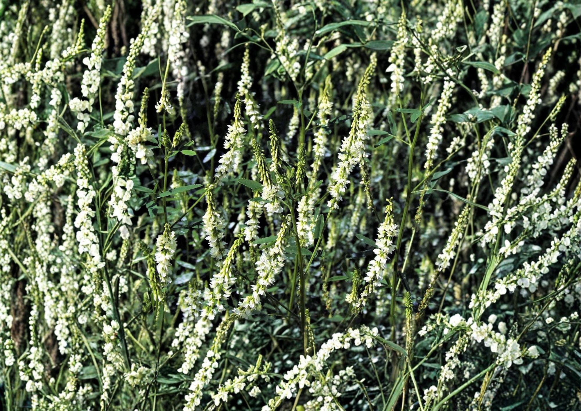White Sweet Clover Seeds – Fragrant Cover Crop for Meadows & Gardens – Melilotus alba, Pollinator Friendly, Nitrogen Fixing Biennial