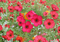 Scarlet Flax Seeds – Bright Red Annual Flower for Gardens, Borders & Meadows (Linum grandiflorum rubrum)