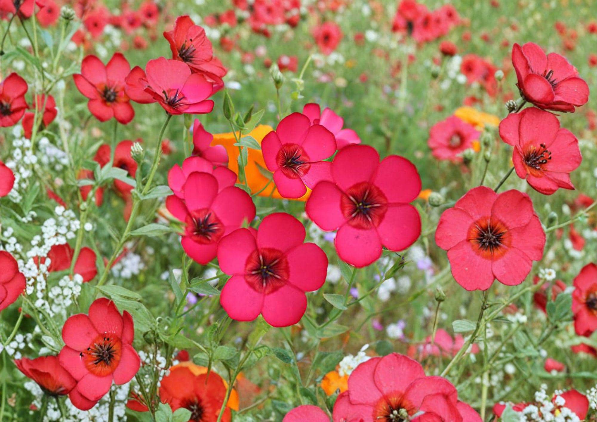 Scarlet Flax Seeds – Bright Red Annual Flower for Gardens, Borders & Meadows (Linum grandiflorum rubrum)