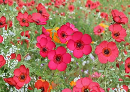 Scarlet Flax Seeds – Bright Red Annual Flower for Gardens, Borders & Meadows (Linum grandiflorum rubrum)