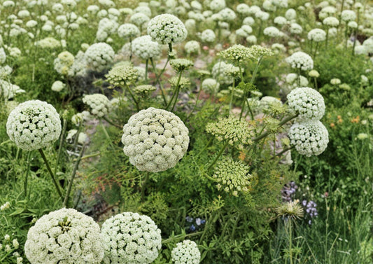 Bishop’s Flower Seeds – Ammi Majus White Lace Annual for Cottage Gardens, Borders & Cut Flowers, Pollinator Friendly
