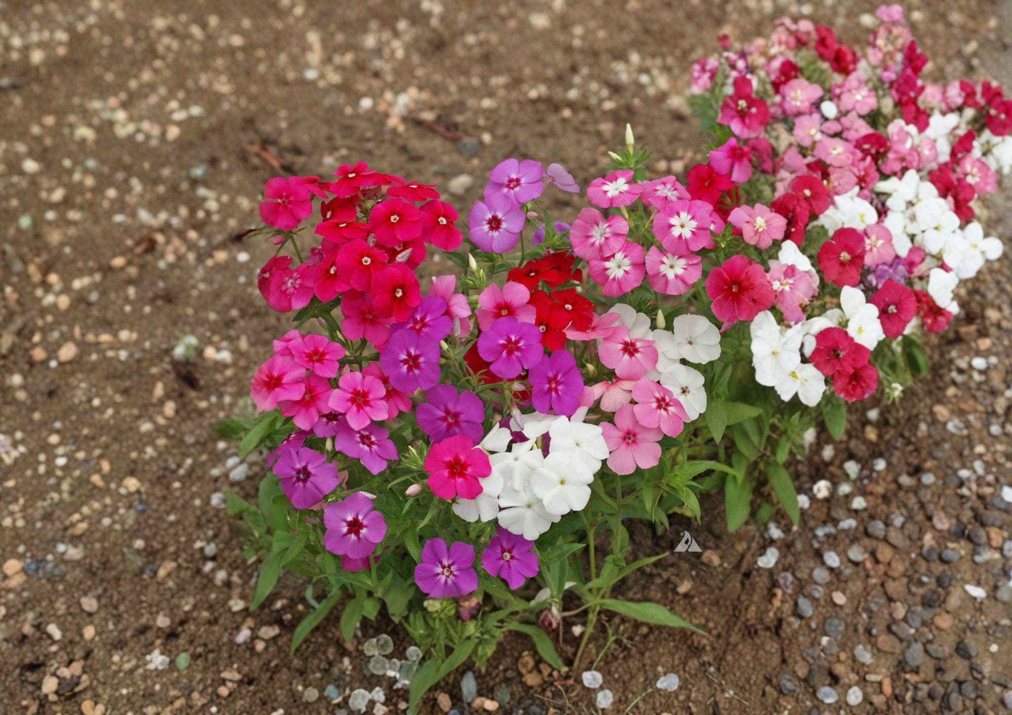 Annual Phlox Drummondii Seeds – Vibrant Star-Shaped Flower Seeds for Summer Garden Borders & Beds