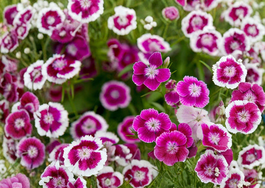 Sweet William Flower Seeds – 100 Mixed Colors, Fragrant Dianthus barbatus for Cottage Gardens and Borders