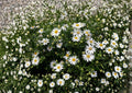 Heath Aster Seeds – 100 Native White Wildflower Seeds for Fall Garden, Symphyotrichum pilosum, Pollinator-Friendly Perennial