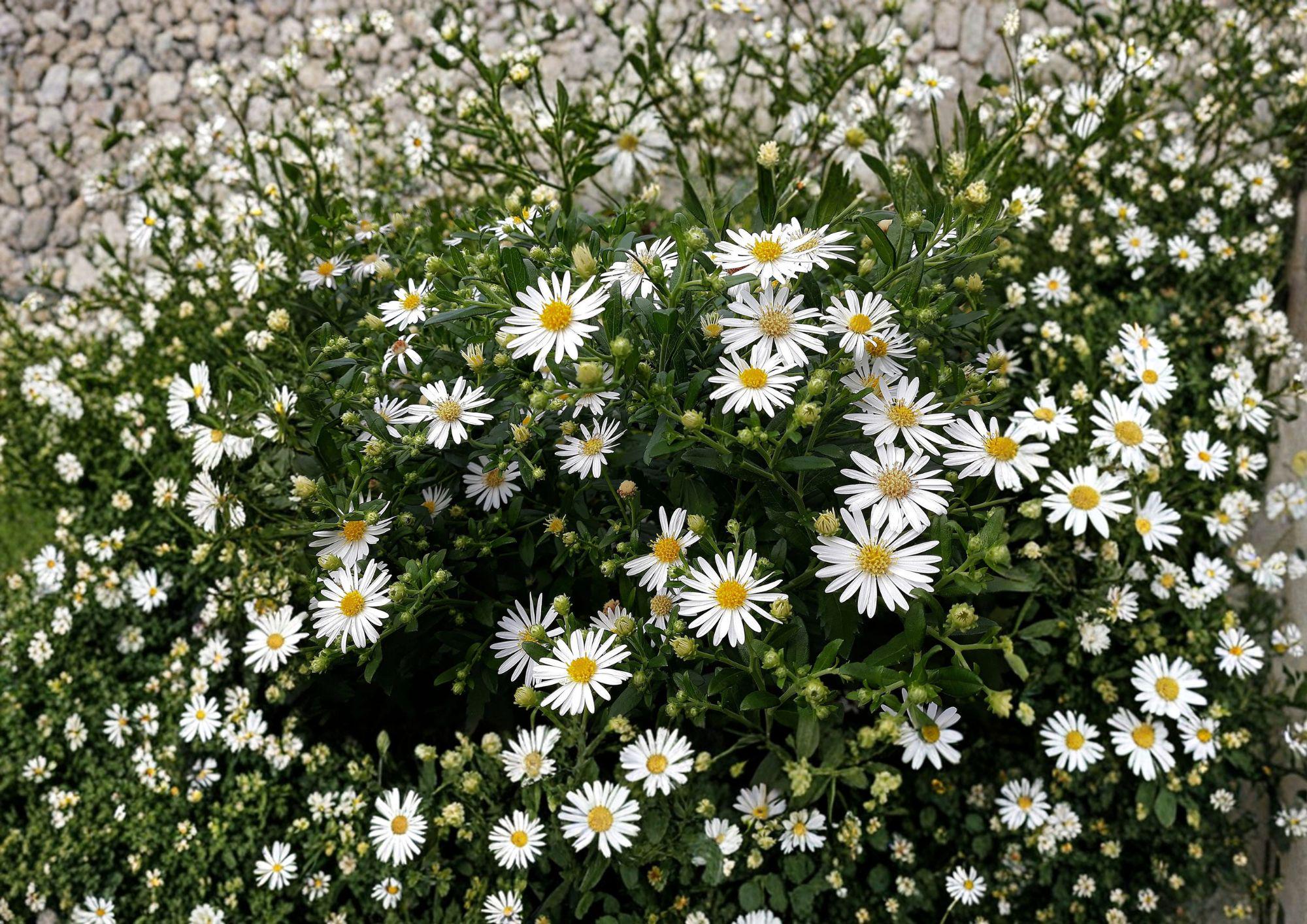 Heath Aster Seeds – 100 Native White Wildflower Seeds for Fall Garden, Symphyotrichum pilosum, Pollinator-Friendly Perennial