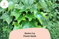 Boston Ivy Seeds â€“ 10 Parthenocissus tricuspidata | Fast Growing Climbing Vine