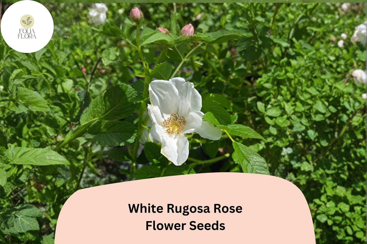 White Rugosa Rose Seeds â€“ Hardy Fragrant Flowering Shrub for Garden Landscaping