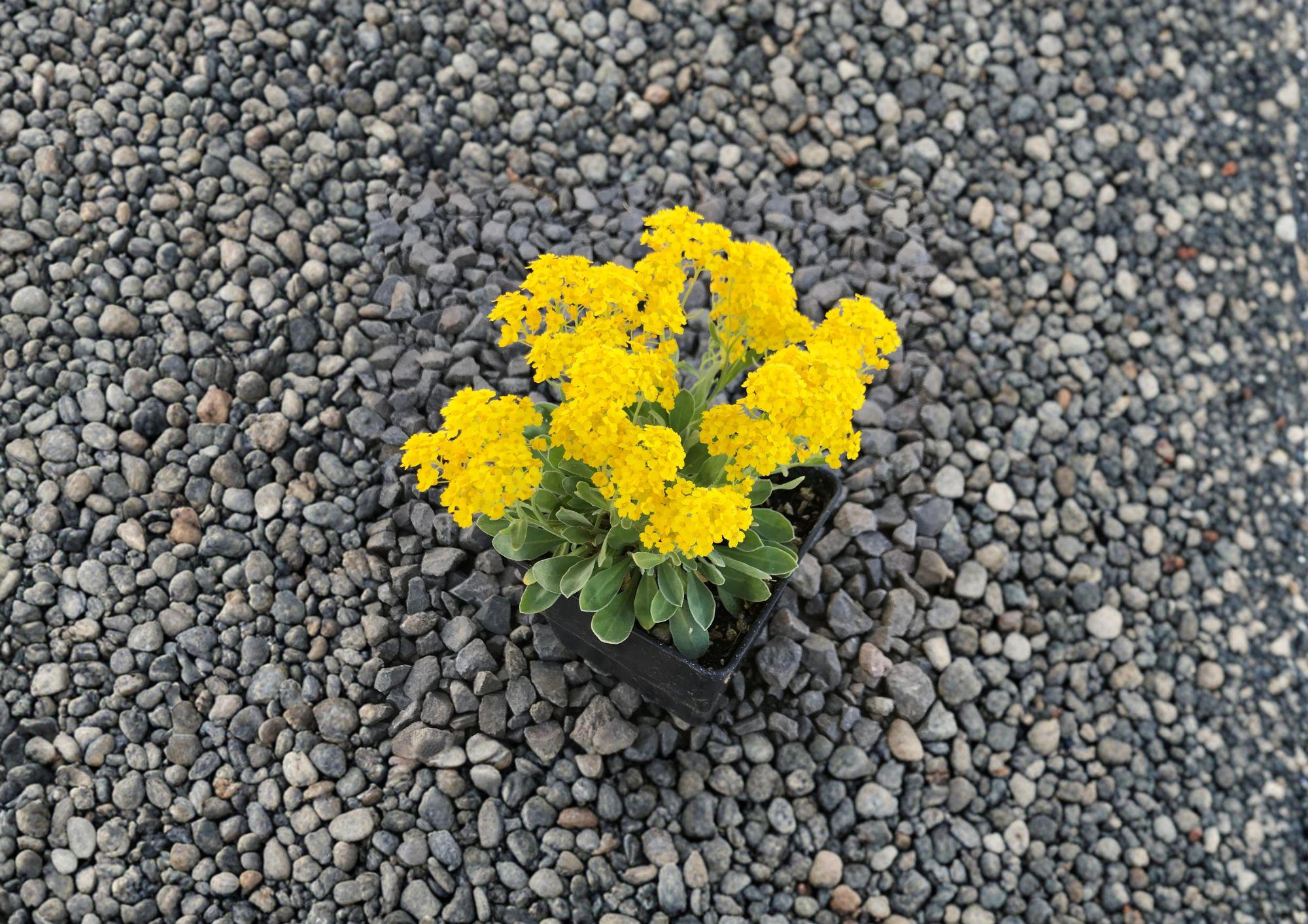 Basket of Gold Seeds – 100 Bright Yellow Spring Flower Seeds for Rock Gardens – Alyssum saxatile Perennial Groundcover