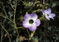 Bird's Eyes Gilia Seeds – Wildflower Annual in Blue, Purple, White – 100 Count, Pollinator Friendly, Spring Garden Plant