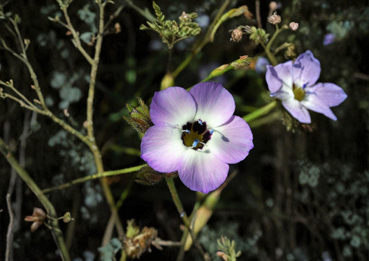 Bird's Eyes Gilia Seeds – Wildflower Annual in Blue, Purple, White – 100 Count, Pollinator Friendly, Spring Garden Plant