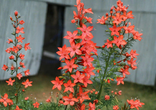 Standing Cypress Seeds – Ipomopsis rubra Wildflower Seeds for Tall Garden Blooms, Hummingbird Attracting, 100 Seeds