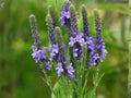 Large Leaf Lupine Seeds – Vibrant Blue, Purple & Mixed Colors – Lupinus polyphyllus Wildflower for Gardens & Pollinators