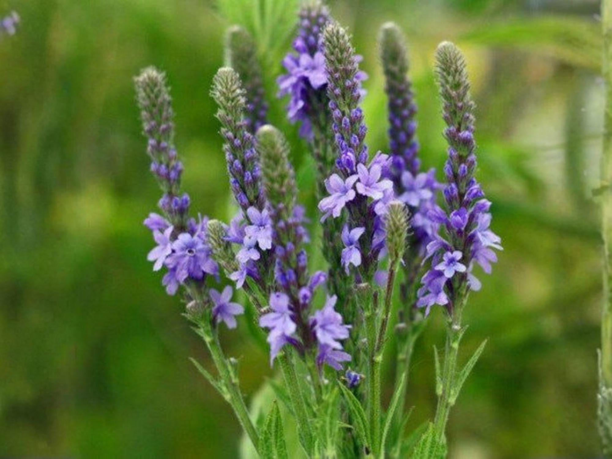 Large Leaf Lupine Seeds – Vibrant Blue, Purple & Mixed Colors – Lupinus polyphyllus Wildflower for Gardens & Pollinators