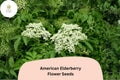 American Elderberry Seeds â€“ 50 Sambucus canadensis | Native Flowering Shrub | Wildlife Garden & Landscape Plant