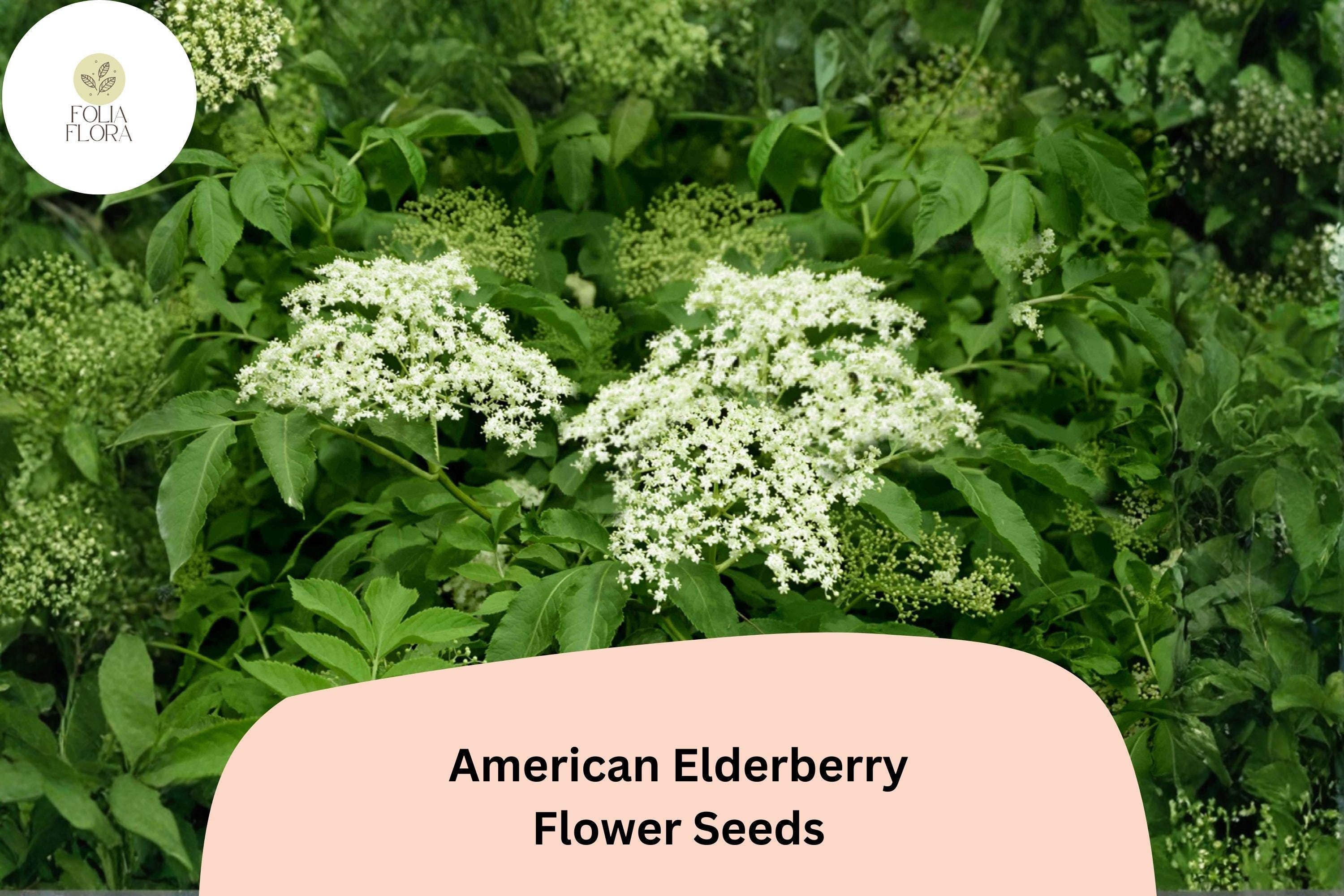 American Elderberry Seeds â€“ 50 Sambucus canadensis | Native Flowering Shrub | Wildlife Garden & Landscape Plant