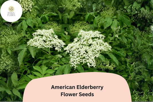 American Elderberry Seeds â€“ 50 Sambucus canadensis | Native Flowering Shrub | Wildlife Garden & Landscape Plant