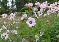 Rose Mallow Hibiscus Seeds – Large Pink Native Wetland Flower Seeds for Moist Gardens & Pond Edges (Hibiscus militaris)