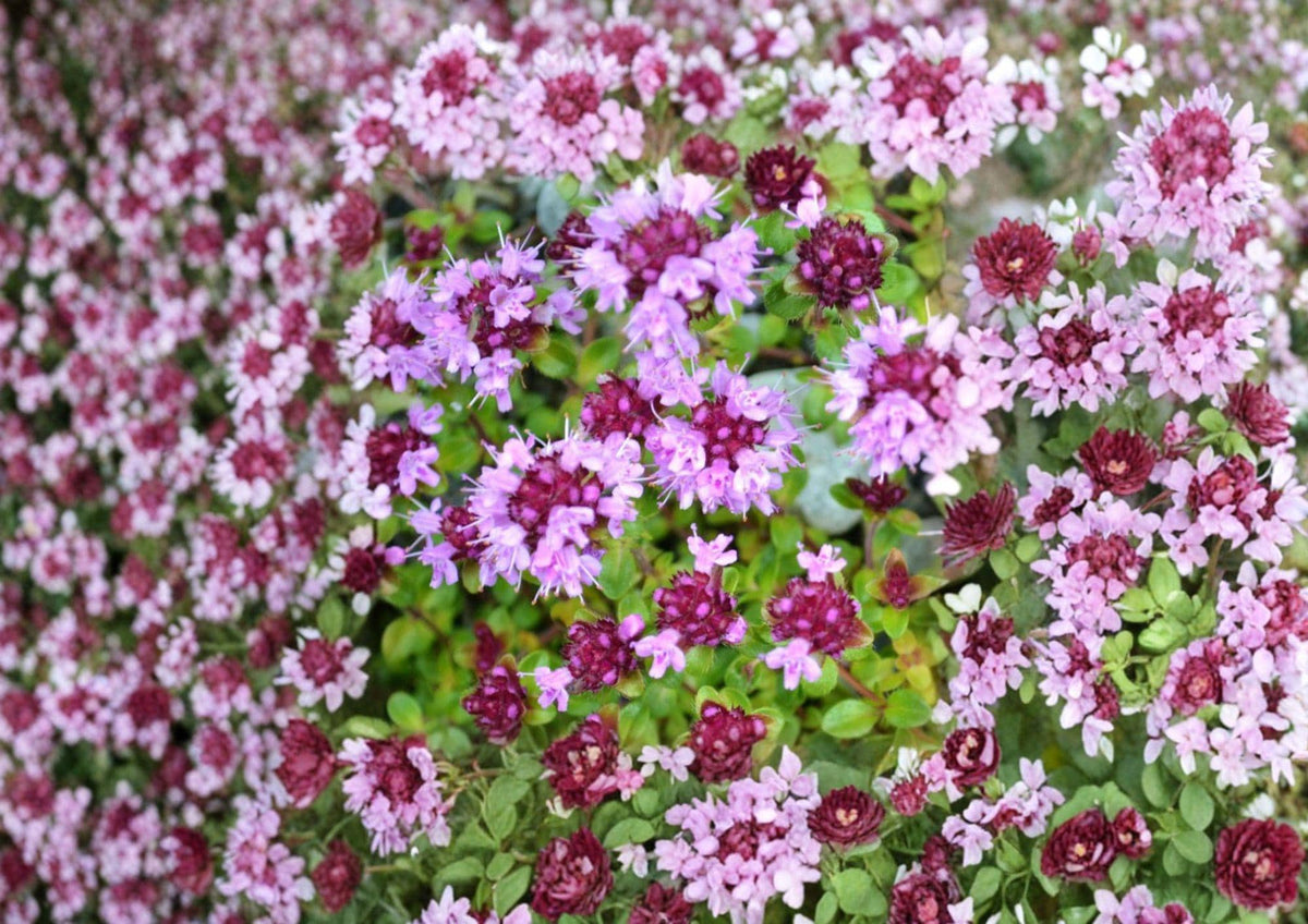 Wild Thyme Seeds – Broad-Leaved Lemon Thyme Herb for Fragrant Garden, Aromatic Thymus pulegioides, Pollinator Friendly, Drought Tolerant