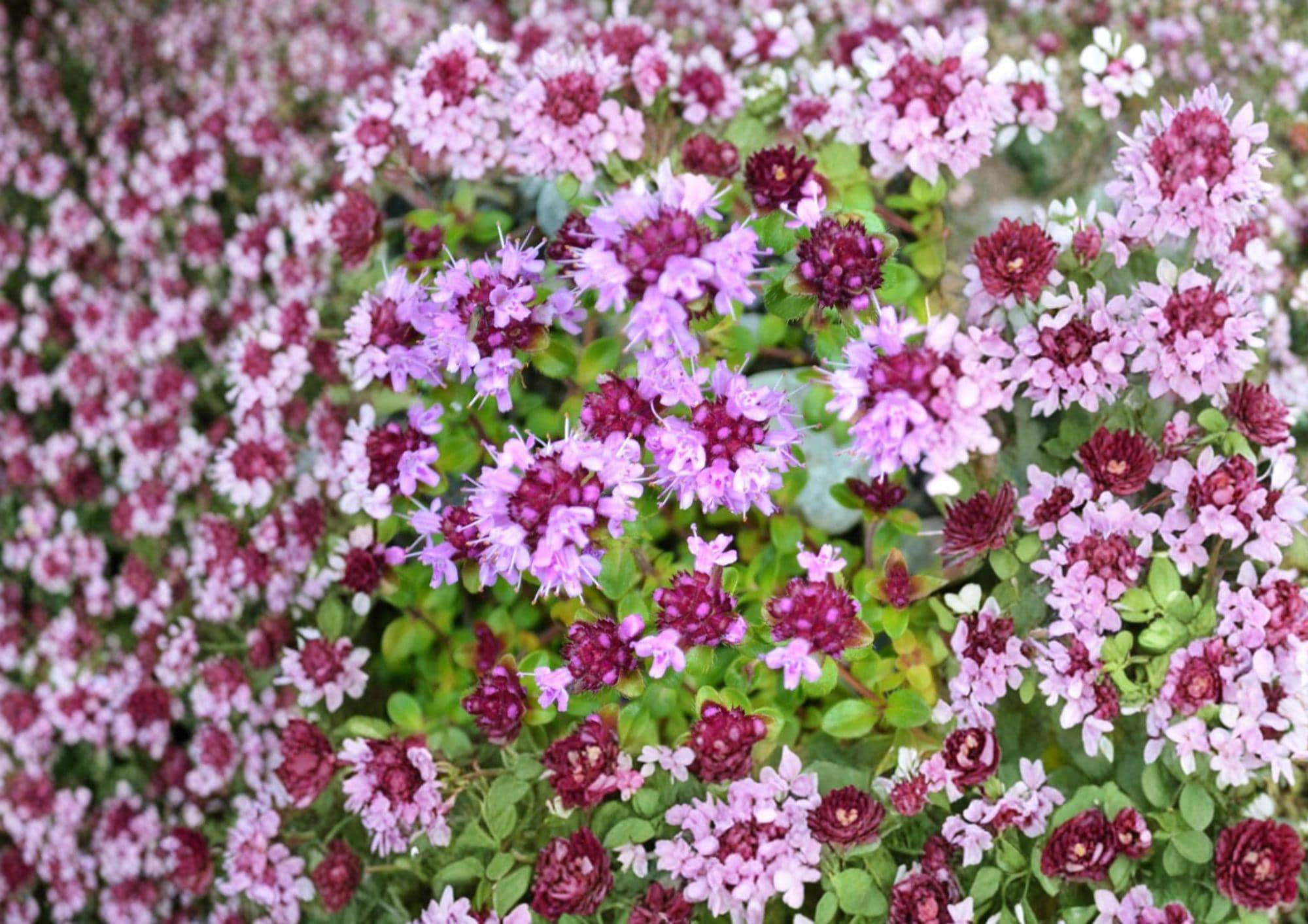 Wild Thyme Seeds – Broad-Leaved Lemon Thyme Herb for Fragrant Garden, Aromatic Thymus pulegioides, Pollinator Friendly, Drought Tolerant