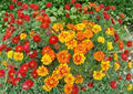 French Marigold Seeds – Sparky Mixture Double Blooms for Summer Borders, Containers & Gardens (Tagetes patula)