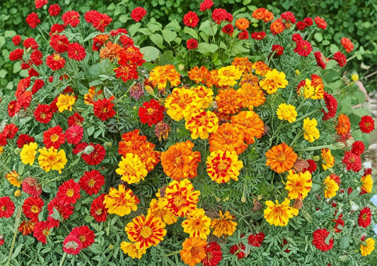 French Marigold Seeds – Sparky Mixture Double Blooms for Summer Borders, Containers & Gardens (Tagetes patula)