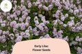 Early Lilac Seeds â€“ 25 Syringa oblata | Fragrant Purple Lilac Shrub | Ornamental Flowering Garden Plant