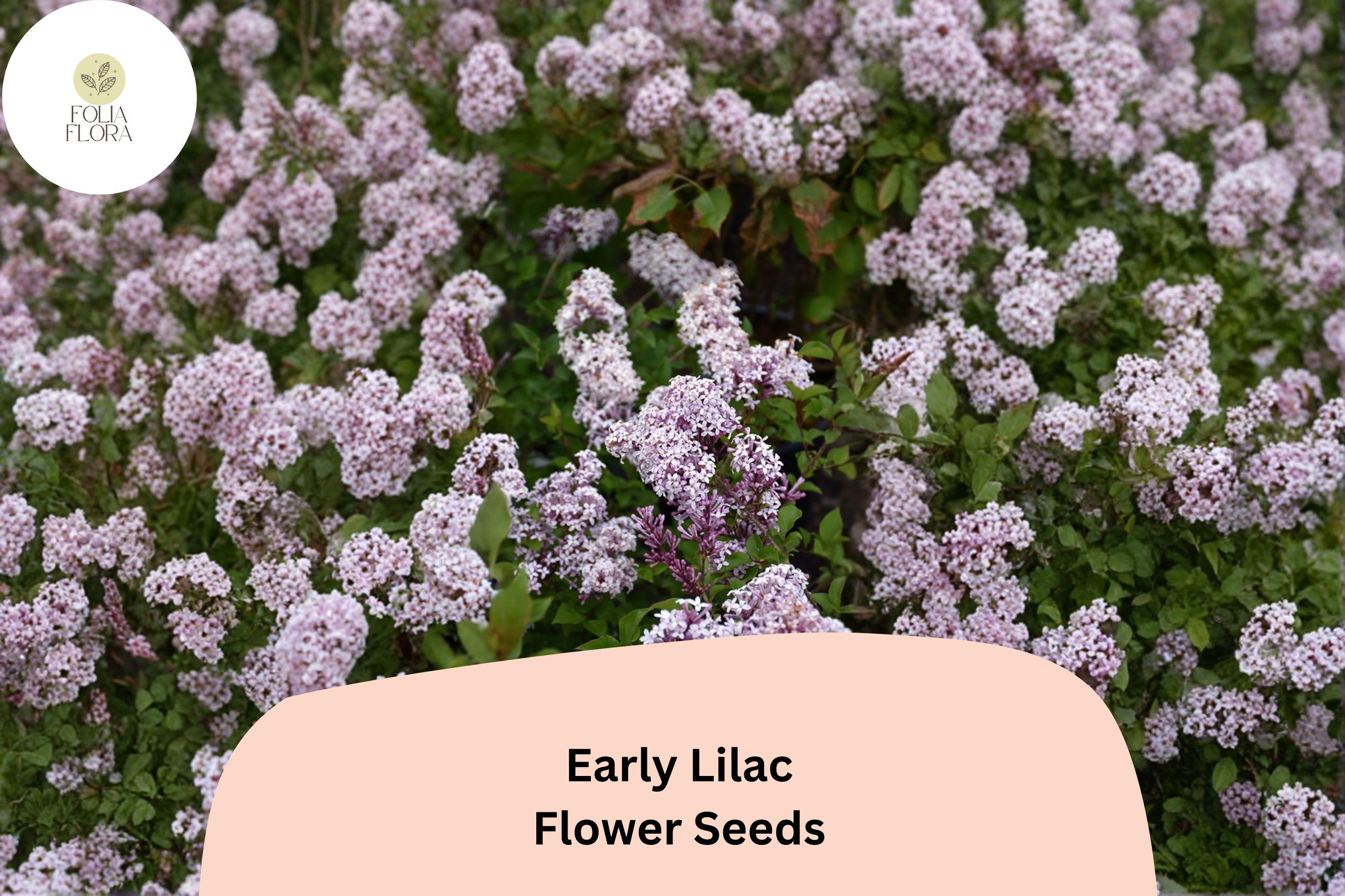Early Lilac Seeds â€“ 25 Syringa oblata | Fragrant Purple Lilac Shrub | Ornamental Flowering Garden Plant