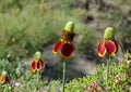 Prairie Coneflower Seeds – 100 Native Wildflower Seeds for Meadow Garden – Ratibida columnifera, Yellow Red Pollinator-Friendly Perennial
