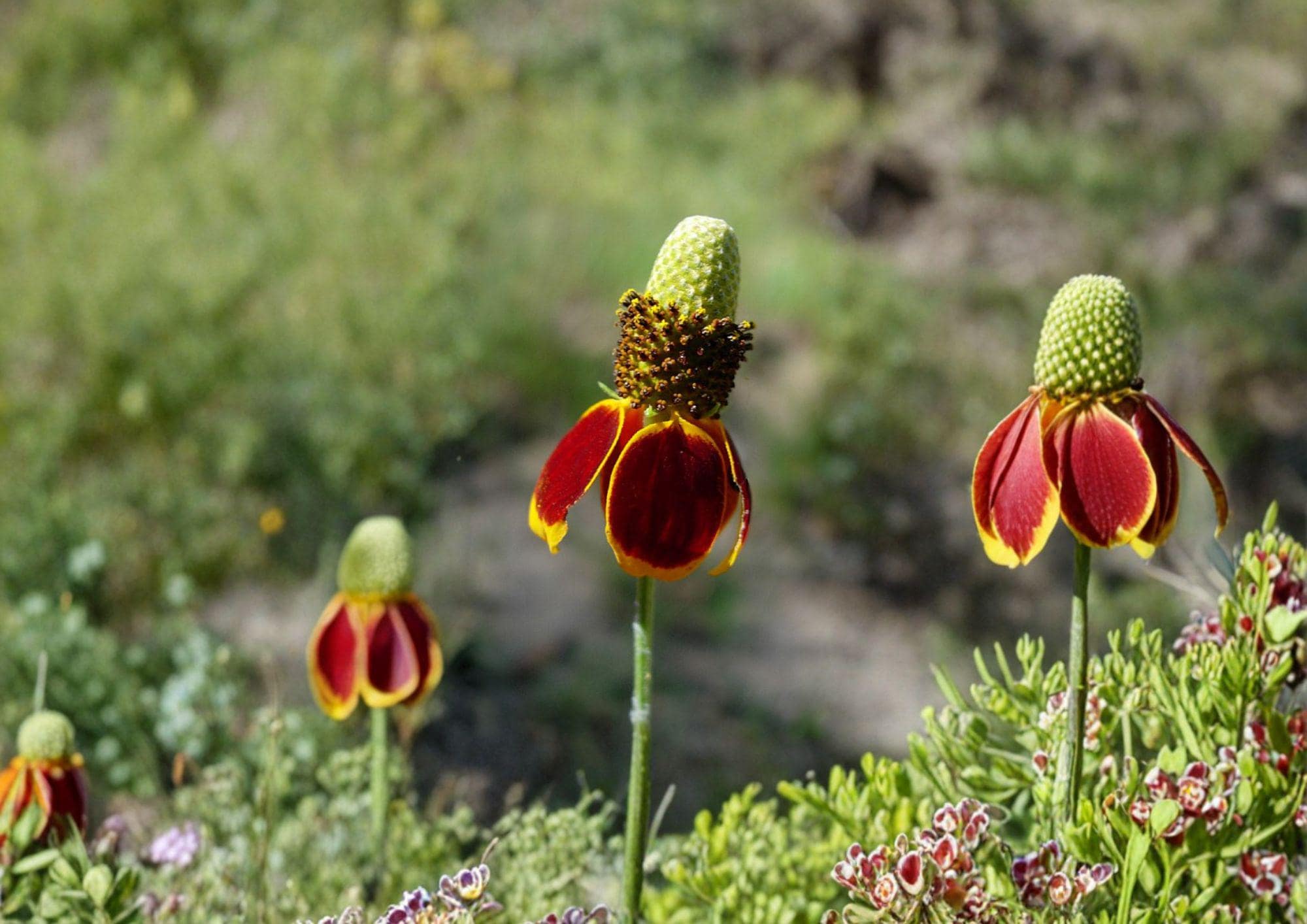Prairie Coneflower Seeds – 100 Native Wildflower Seeds for Meadow Garden – Ratibida columnifera, Yellow Red Pollinator-Friendly Perennial