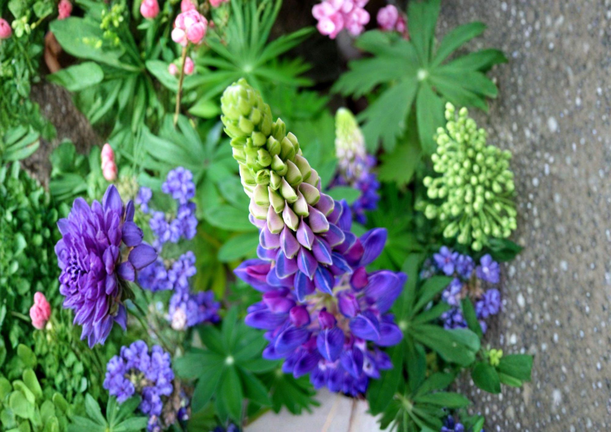 Native Blue Lupine Seeds – Perennial Wildflower for Pollinator Gardens, Lupinus perennis, 25 Count