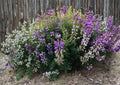 Riverbank Lupine Seeds – Native Purple Blue Perennial Flower Seeds for Gardens and Wildflower Meadows (Lupinus rivularis)