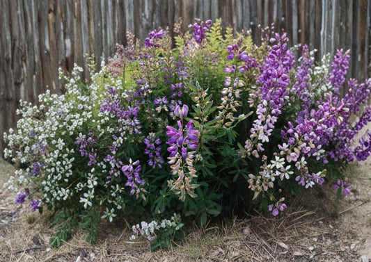 Riverbank Lupine Seeds – Native Purple Blue Perennial Flower Seeds for Gardens and Wildflower Meadows (Lupinus rivularis)