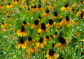 Clasping Coneflower Seeds, Rudbeckia amplexicaulis, Native Wildflower, Bright Yellow Blooms, Pollinator Friendly, 100 Seeds