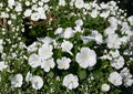 Dwarf White Rose Mallow Seeds – Annual Garden Flower Planting – Lavatera trimestris – 40 Pure White Flower Seeds