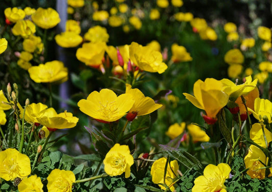 Evening Primrose Seeds – 200 Bright Yellow Night Blooming Flowers (Oenothera Lamarckiana) for Gardens and Wildflower Areas
