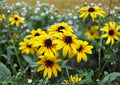 Black Eyed Susan Seeds – 400 Native Wildflower Seeds for Meadow Garden, Rudbeckia hirta, Bright Yellow, Pollinator-Friendly