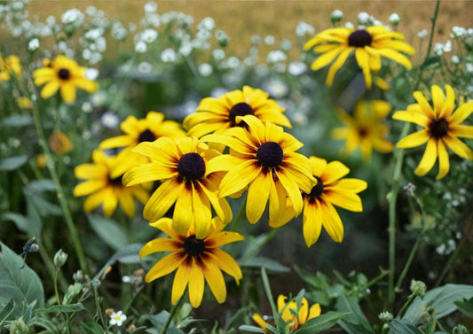 Black Eyed Susan Seeds – 400 Native Wildflower Seeds for Meadow Garden, Rudbeckia hirta, Bright Yellow, Pollinator-Friendly