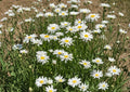 Shasta Daisy Flower Seeds – Perennial White Blooms for Garden Borders, Cottage Gardens & Pollinator Attracting (100 Seeds)