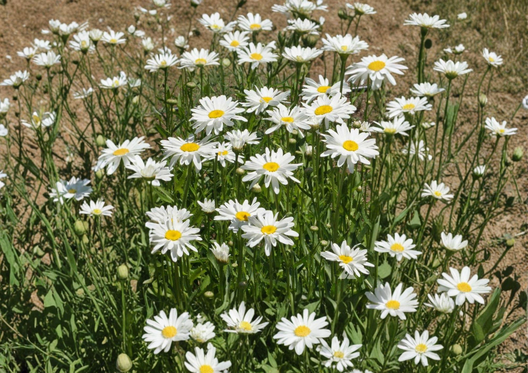 Shasta Daisy Flower Seeds – Perennial White Blooms for Garden Borders, Cottage Gardens & Pollinator Attracting (100 Seeds)