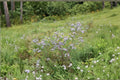 New England Aster Seeds 100 Pack | Purple Native Wildflower | Symphyotrichum novae-angliae Pollinator Plant