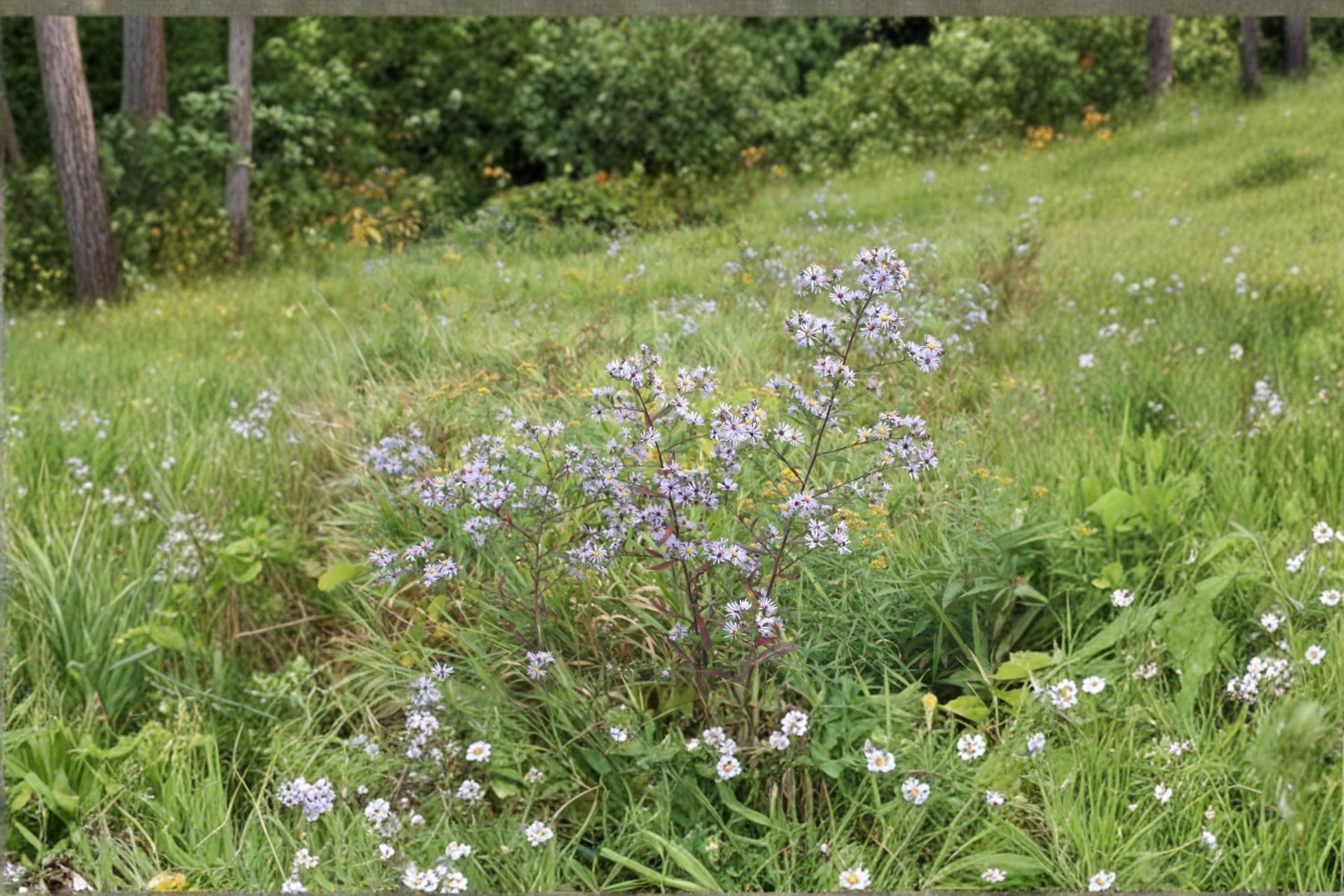 New England Aster Seeds 100 Pack | Purple Native Wildflower | Symphyotrichum novae-angliae Pollinator Plant