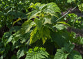 Green Barked Maple Tree Seeds – Acer grosseri, Striped Bark Ornamental, Autumn Foliage, Deciduous Landscape Tree
