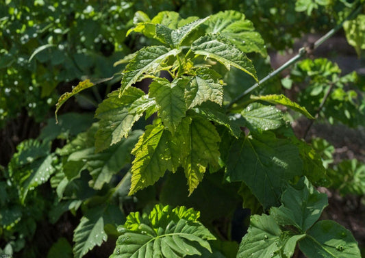 Green Barked Maple Tree Seeds – Acer grosseri, Striped Bark Ornamental, Autumn Foliage, Deciduous Landscape Tree