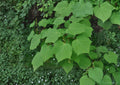 Manchurian Striped Maple Tree Seeds – Ornamental Snake Bark, Green & White Stripes, Acer tegmentosum