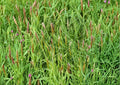 Sweet Vernal Grass Seeds – Fragrant Hardy Perennial for Meadows, Lawns, Hay, Anthoxanthum odoratum