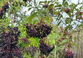American Black Elderberry Tree Seeds – Sambucus canadensis, Hardy Fruit Bearing Shrub with White Flowers and Dark Berries
