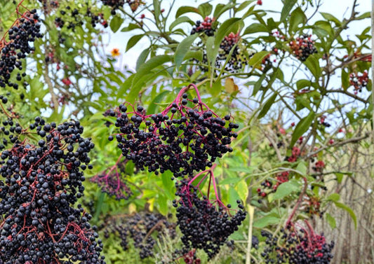 American Black Elderberry Tree Seeds – Sambucus canadensis, Hardy Fruit Bearing Shrub with White Flowers and Dark Berries